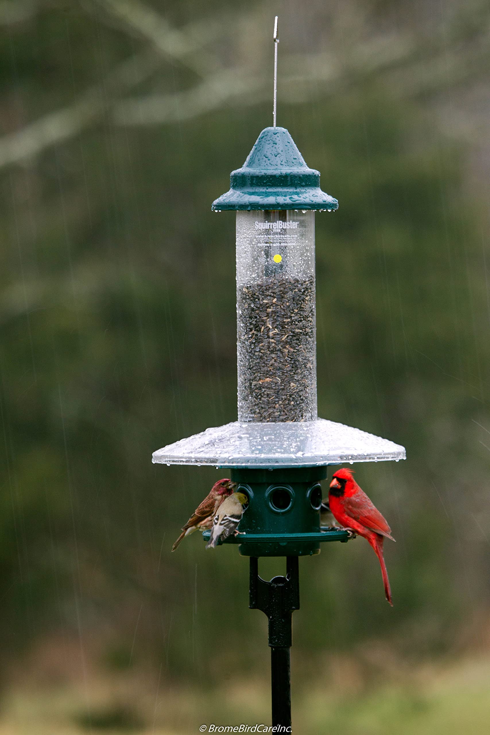 BROME Squirrel Buster Plus Bird Feeder with Cardinal Ring