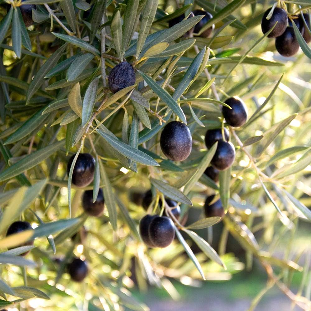 Arbequina Olive 4-5'