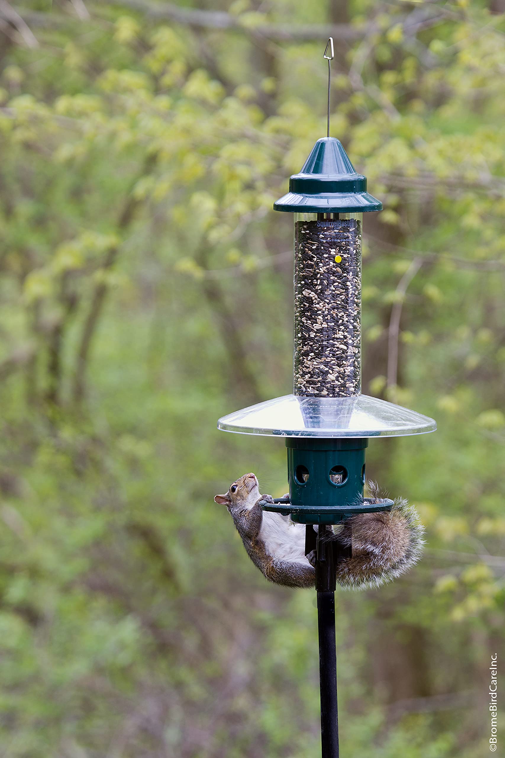 BROME Squirrel Buster Plus Bird Feeder with Cardinal Ring