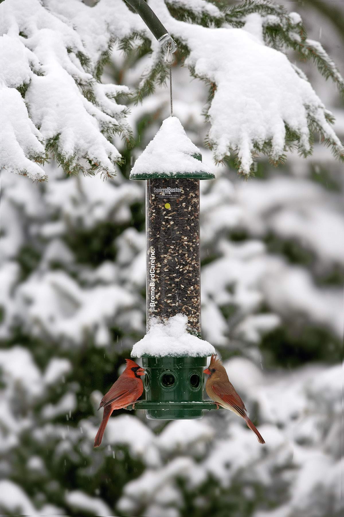 BROME Squirrel Buster Plus Bird Feeder with Cardinal Ring