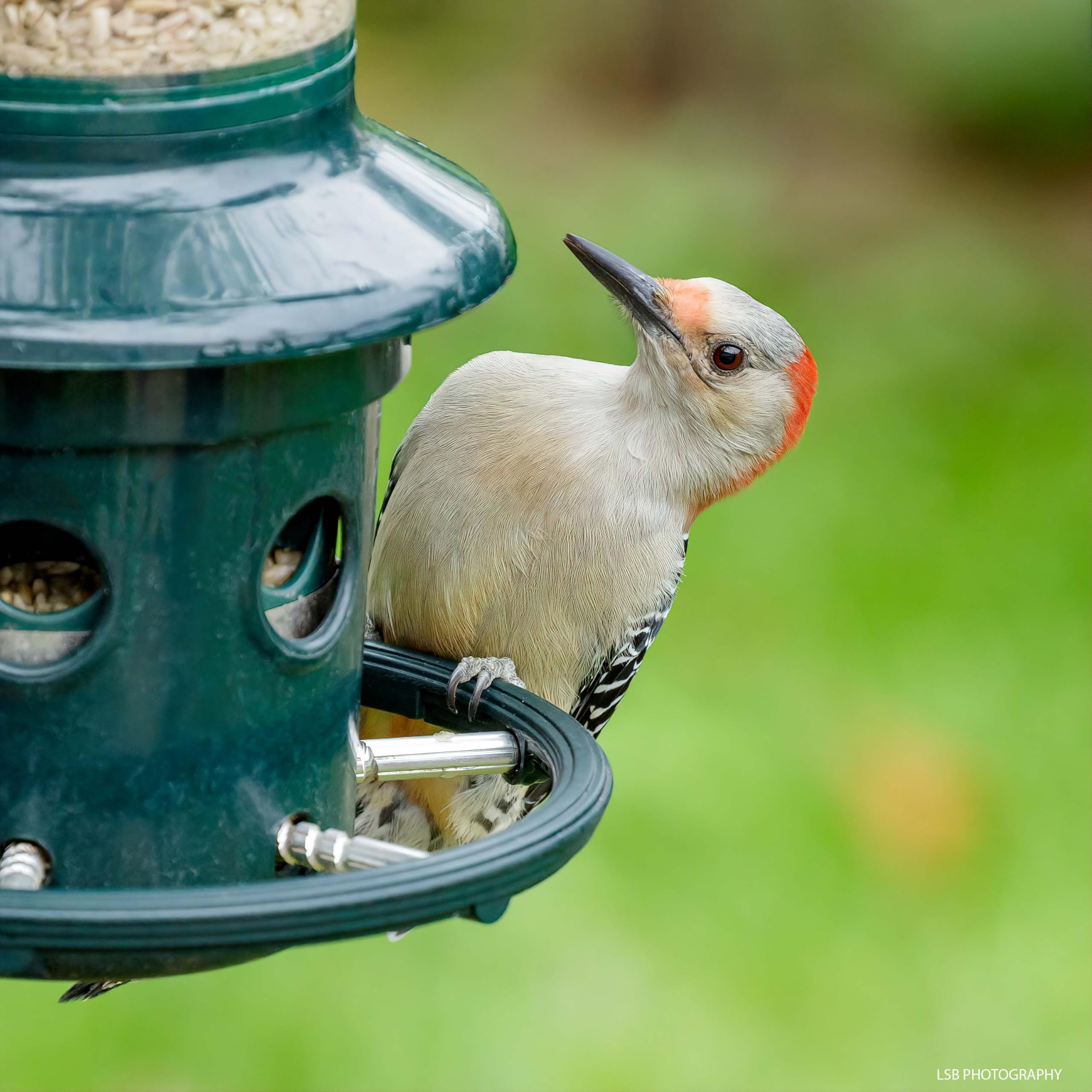 BROME Squirrel Buster Plus Bird Feeder with Cardinal Ring