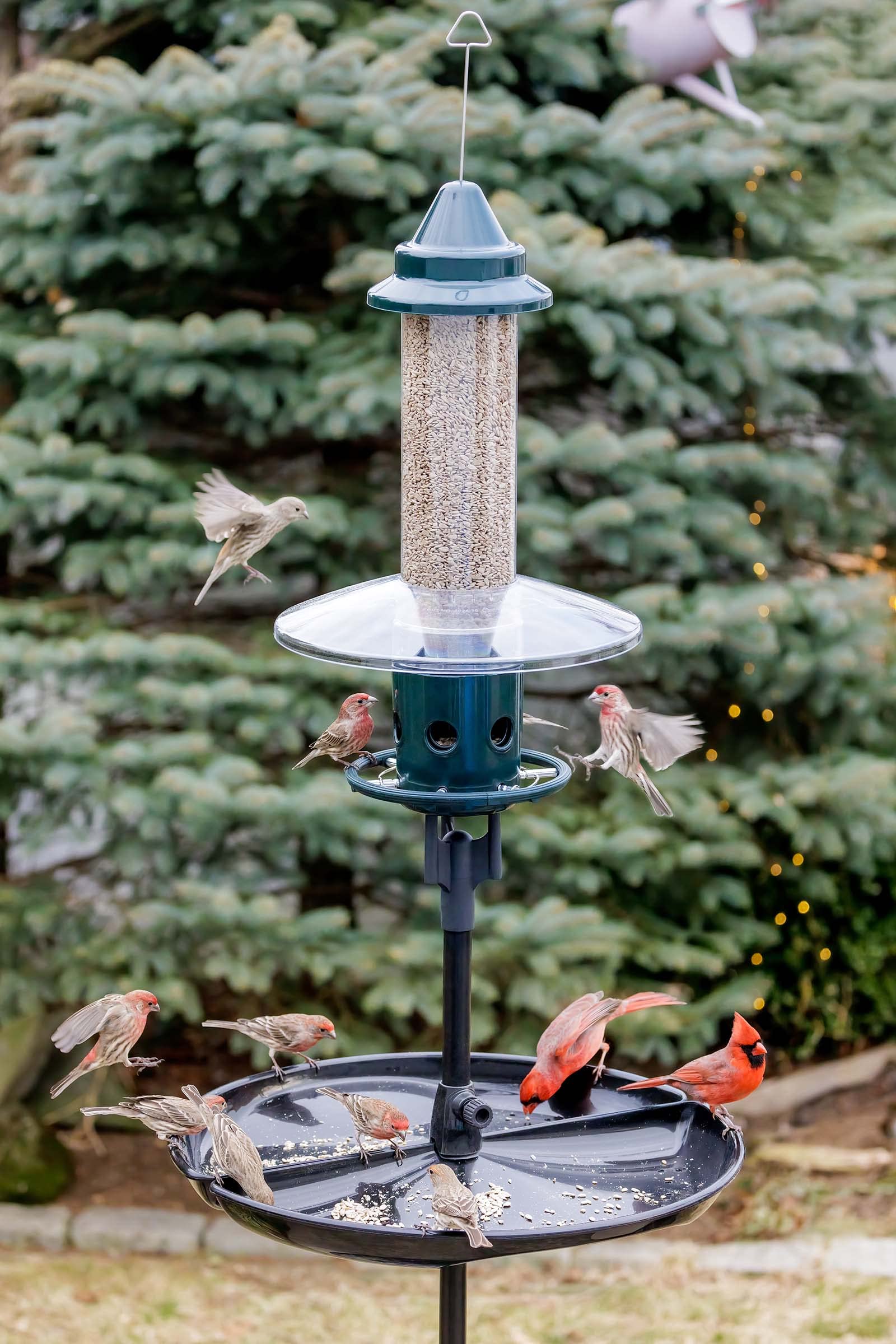 BROME Squirrel Buster Plus Bird Feeder with Cardinal Ring