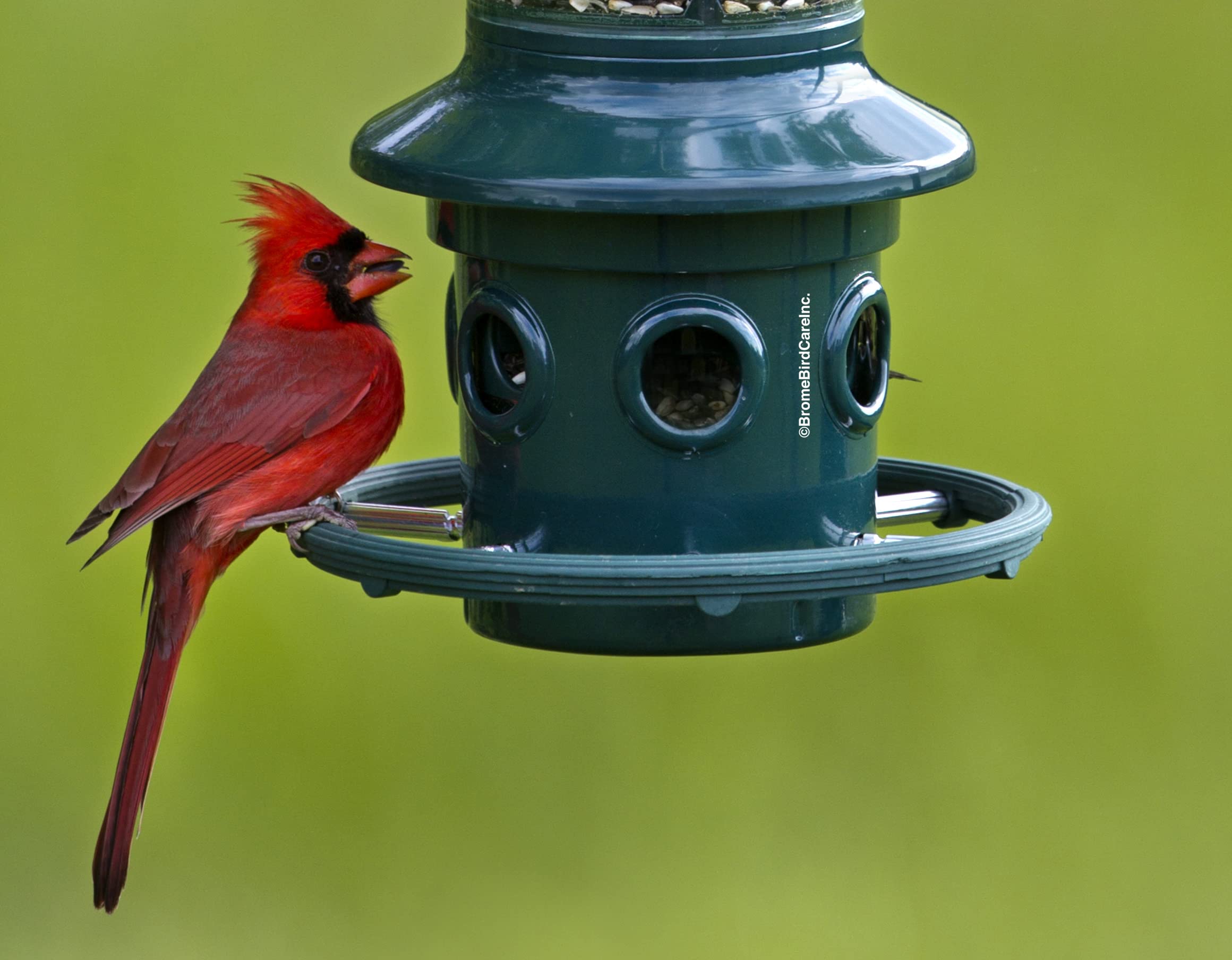 BROME Squirrel Buster Plus Bird Feeder with Cardinal Ring