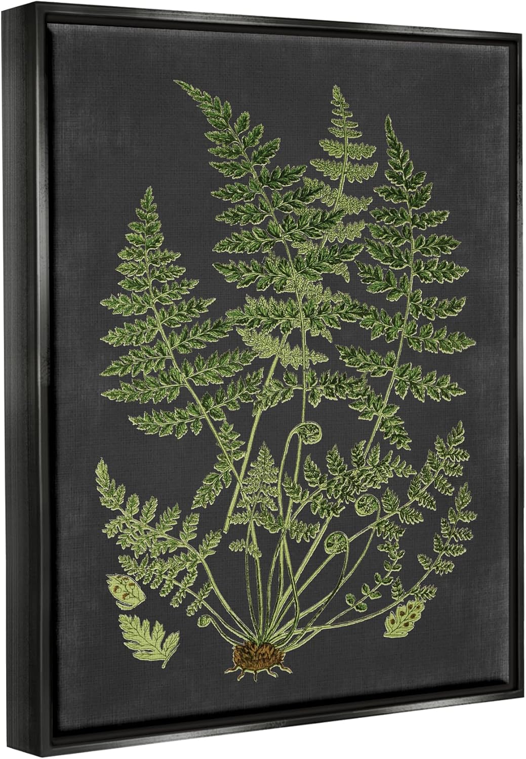 Stupell Industries 'Scientific Botanical Fern Drawing', Floating Frame Canvas Art, Black, 17 x 21 Inches, Easy to Hang and Sturdy, Made in USA, by Lettered and Lined