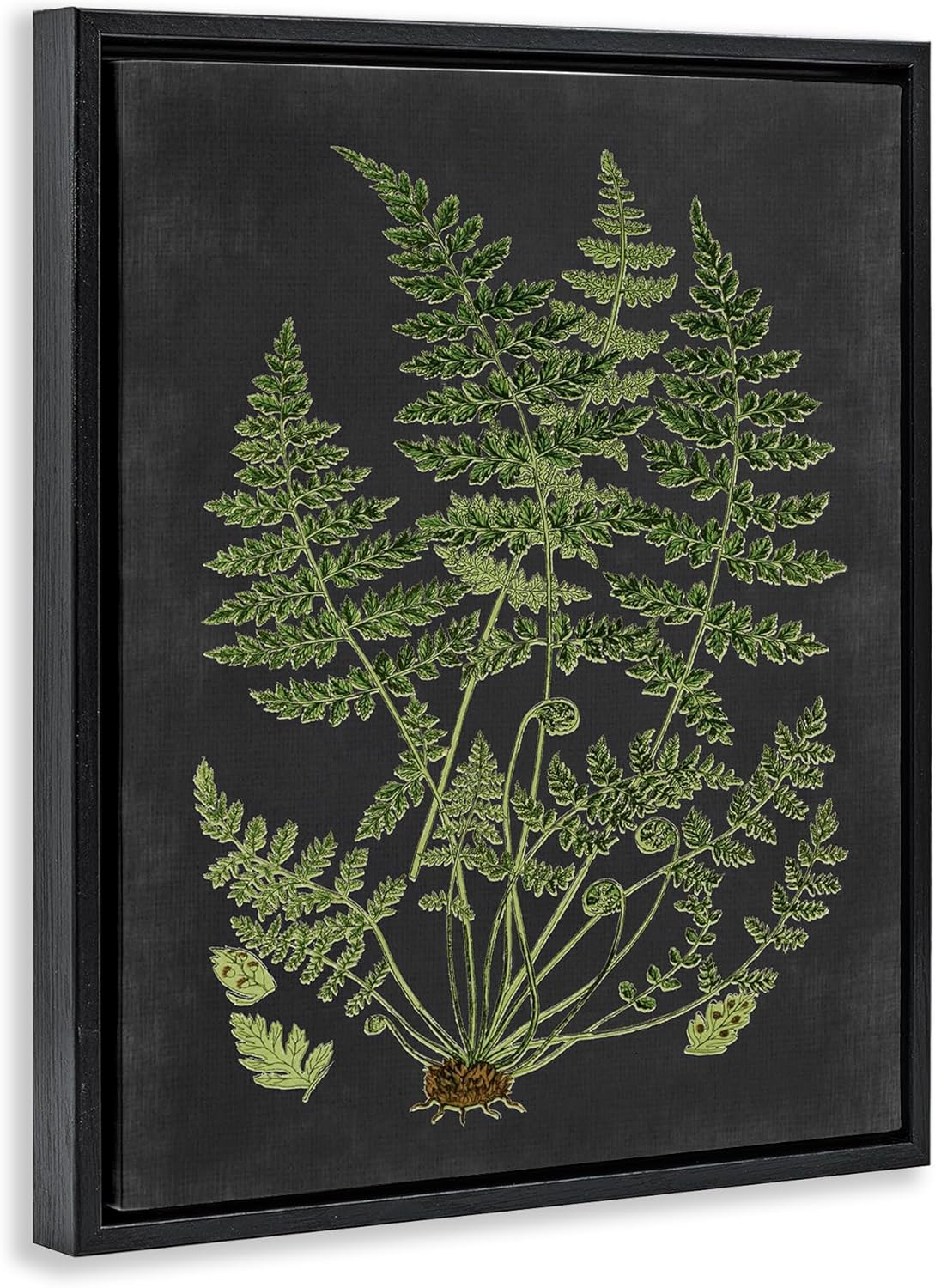 Stupell Industries 'Scientific Botanical Fern Drawing', Floating Frame Canvas Art, Black, 17 x 21 Inches, Easy to Hang and Sturdy, Made in USA, by Lettered and Lined