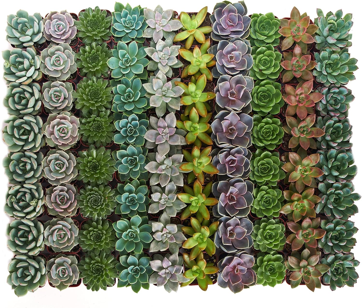 Shop Succulents Rosette Succulent Plant Pack Bulk Collection, Live Mini Succulent Plants, Low Maintenance, Floral Shaped Mix of Colors & Textures, Wedding and Party Favors, Gift & Garden, Pack of 64