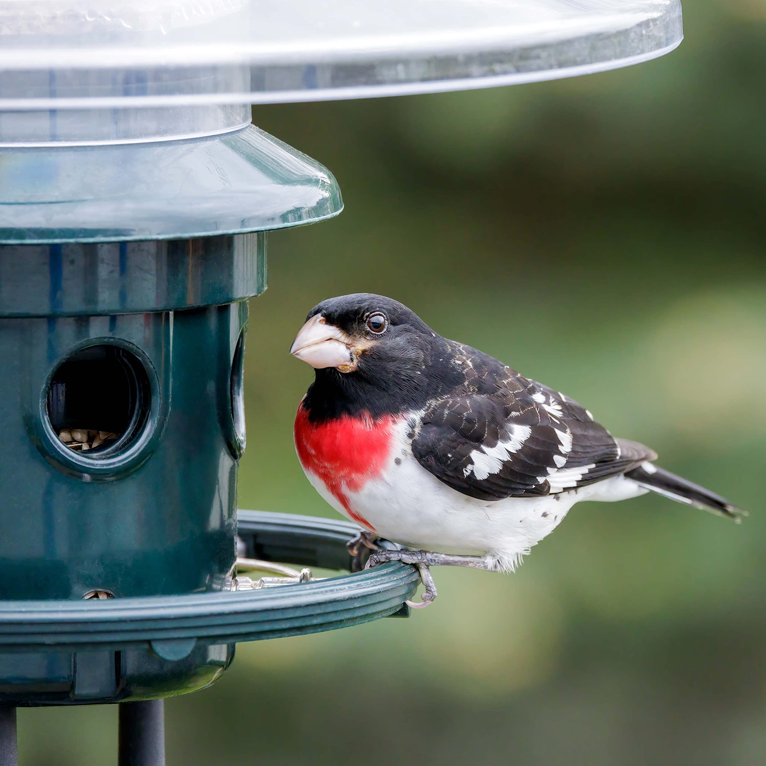 BROME Squirrel Buster Plus Bird Feeder with Cardinal Ring