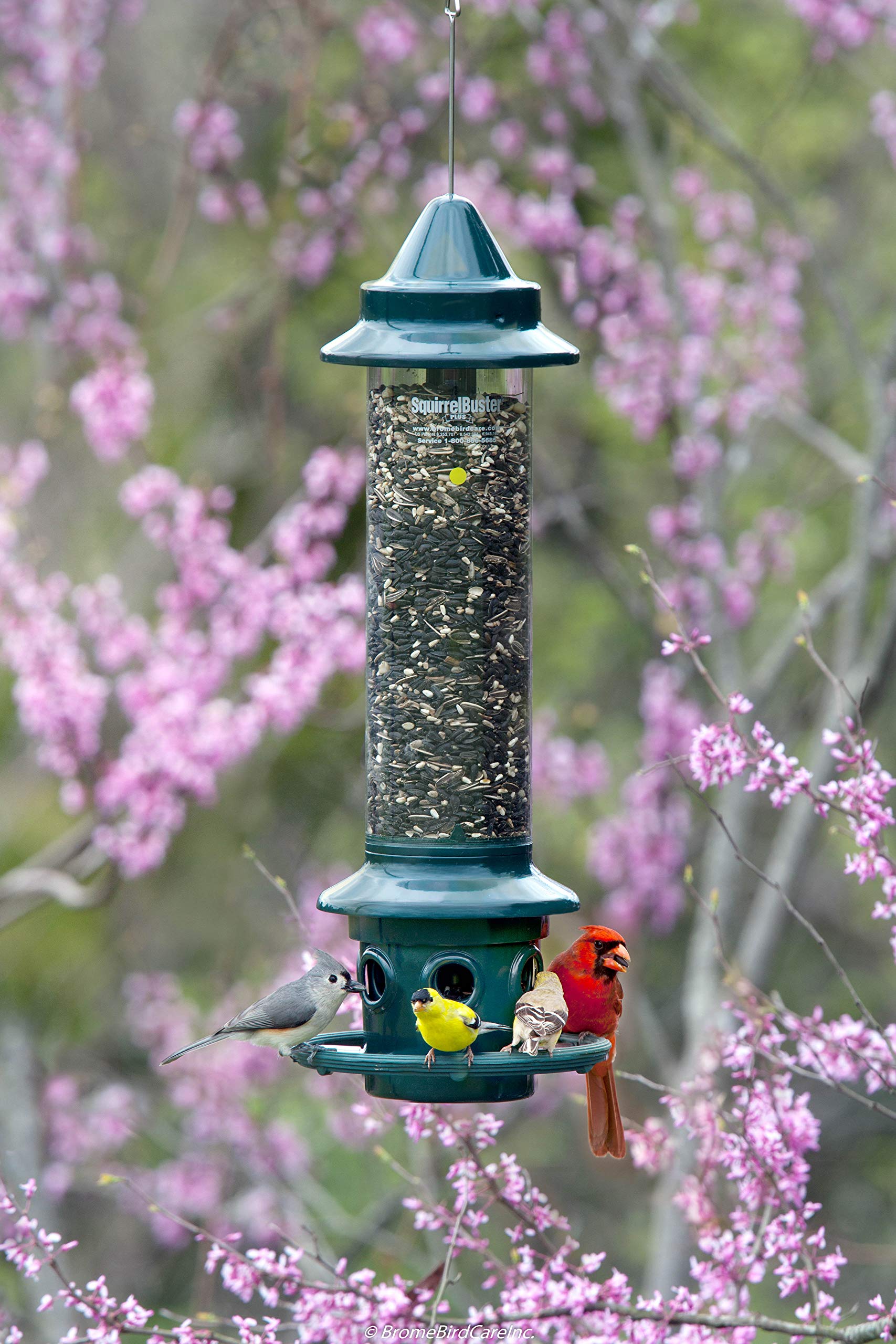 BROME Squirrel Buster Plus Bird Feeder with Cardinal Ring