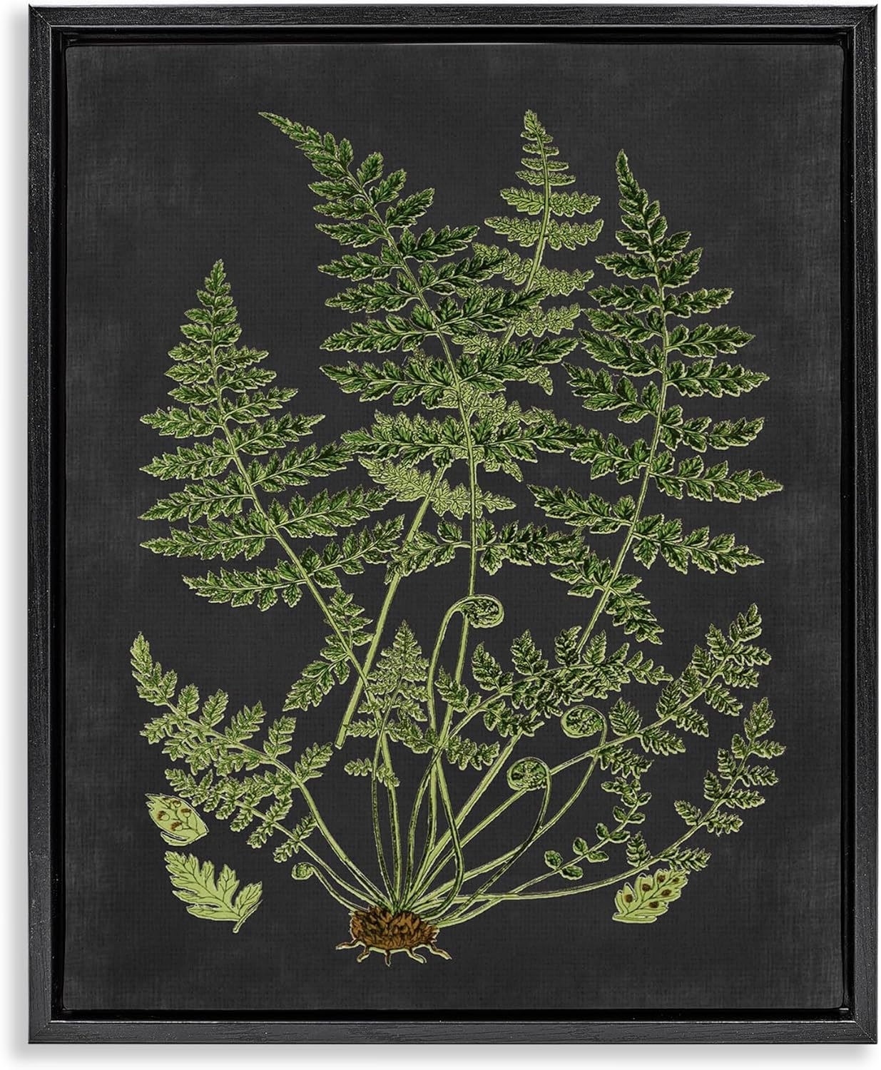 Stupell Industries 'Scientific Botanical Fern Drawing', Floating Frame Canvas Art, Black, 17 x 21 Inches, Easy to Hang and Sturdy, Made in USA, by Lettered and Lined