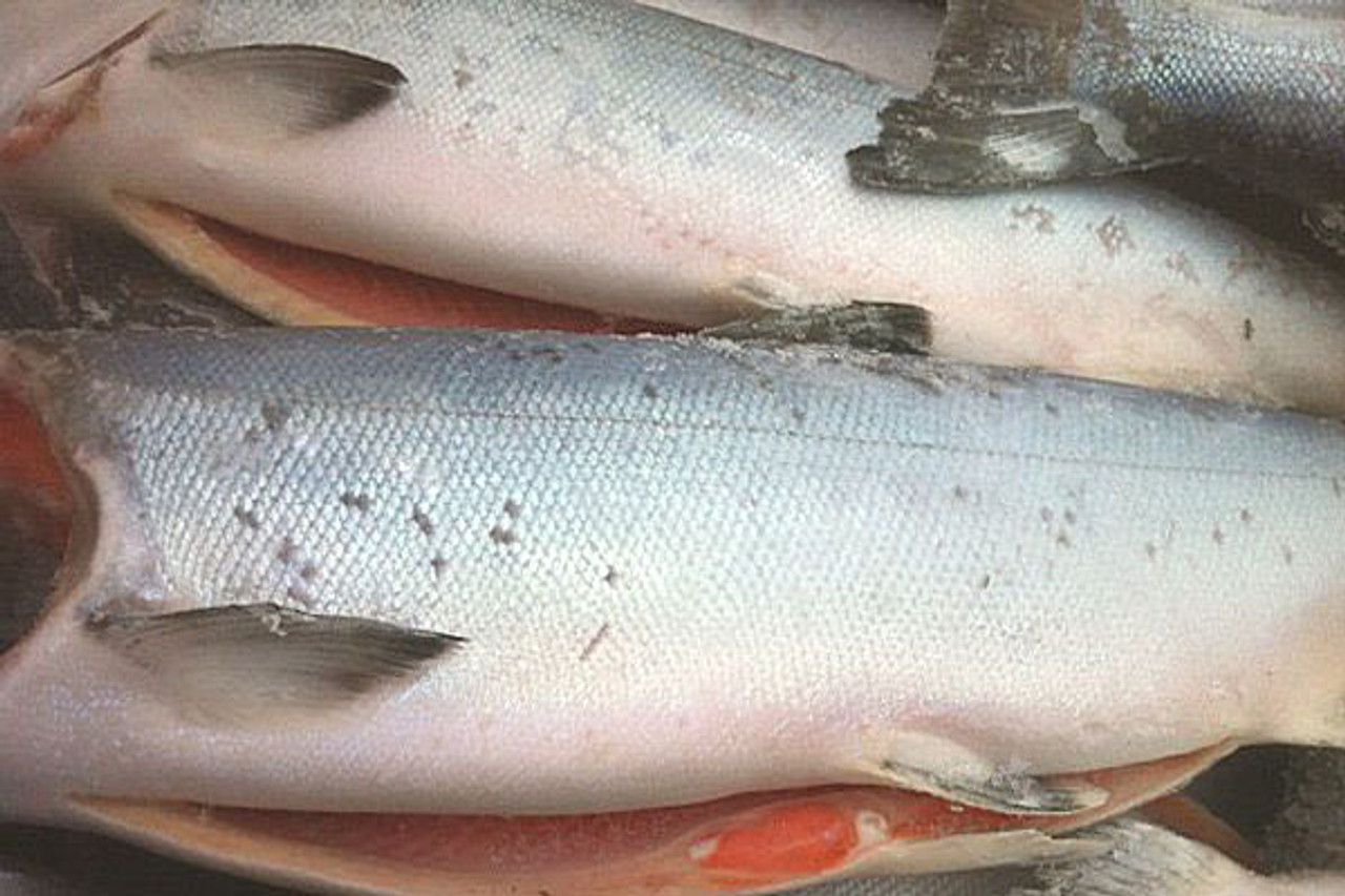 H&G Whole Troll Caught Red King Salmon | 8-10 lb Fish