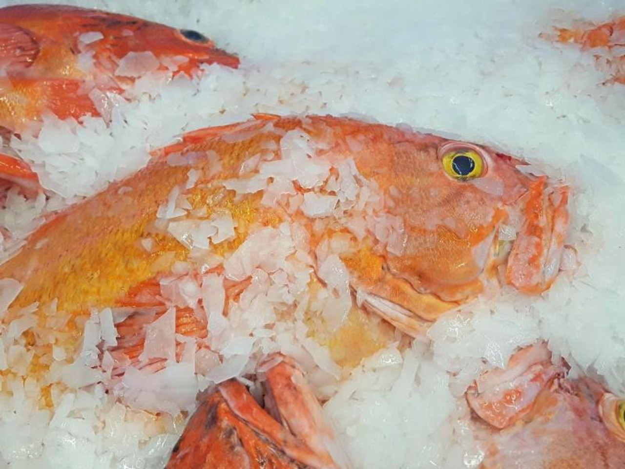 Alaskan Yelloweye Rockfish Fillets | 8 lb