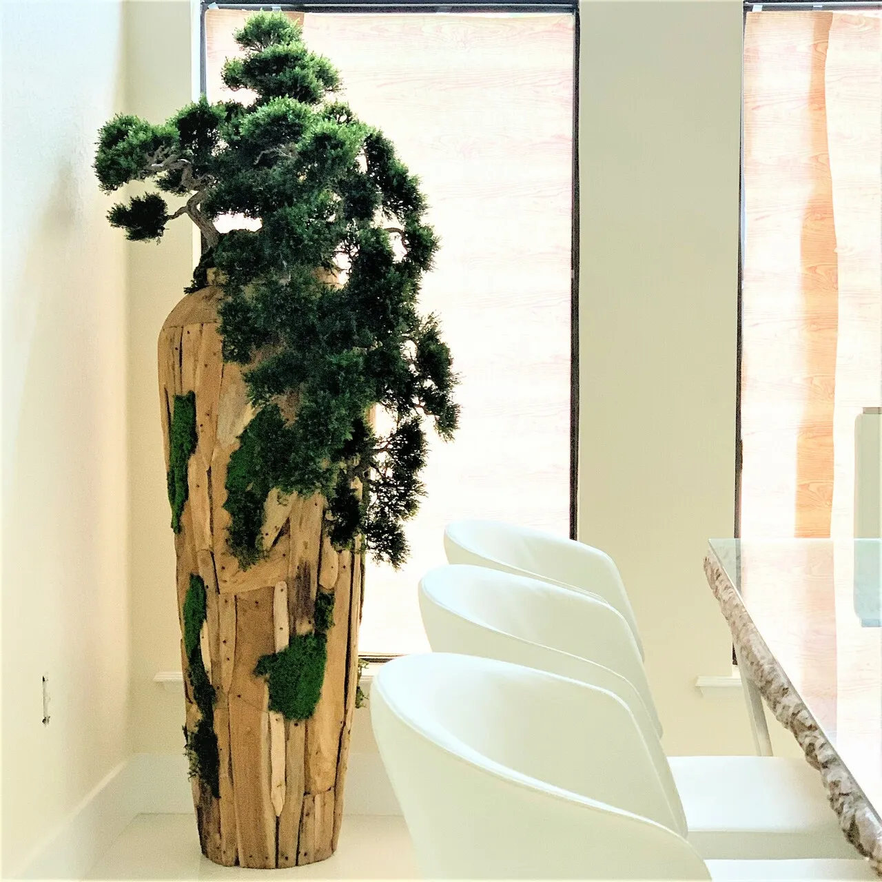 Extra Large Trailing Cedar Bonsai on One-of-a-Kind Teak Planter ( With Flower Pots)