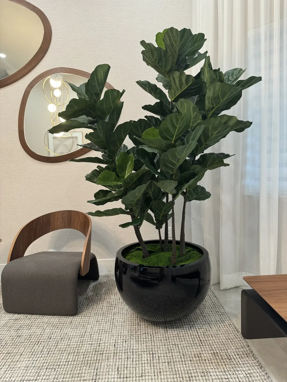 Black Terragona Planter with Fiddle Leaf Tree ( With Flower Pots)