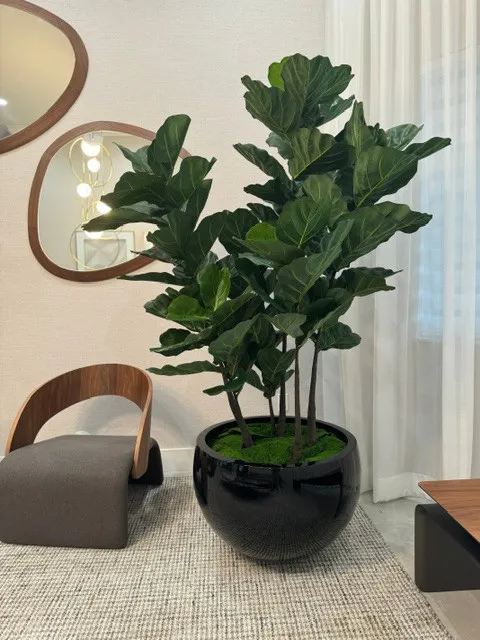 Black Terragona Planter with Fiddle Leaf Tree ( With Flower Pots)