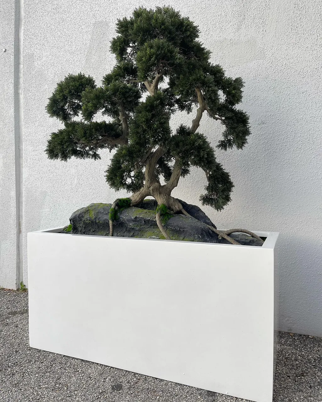 Rock embedded Bonsai with Block M Planter ( With Flower Pots)