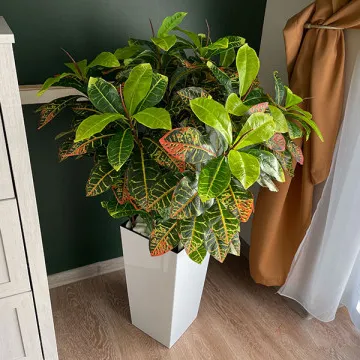 Indoor Artificial Plant( With Flower Pots)