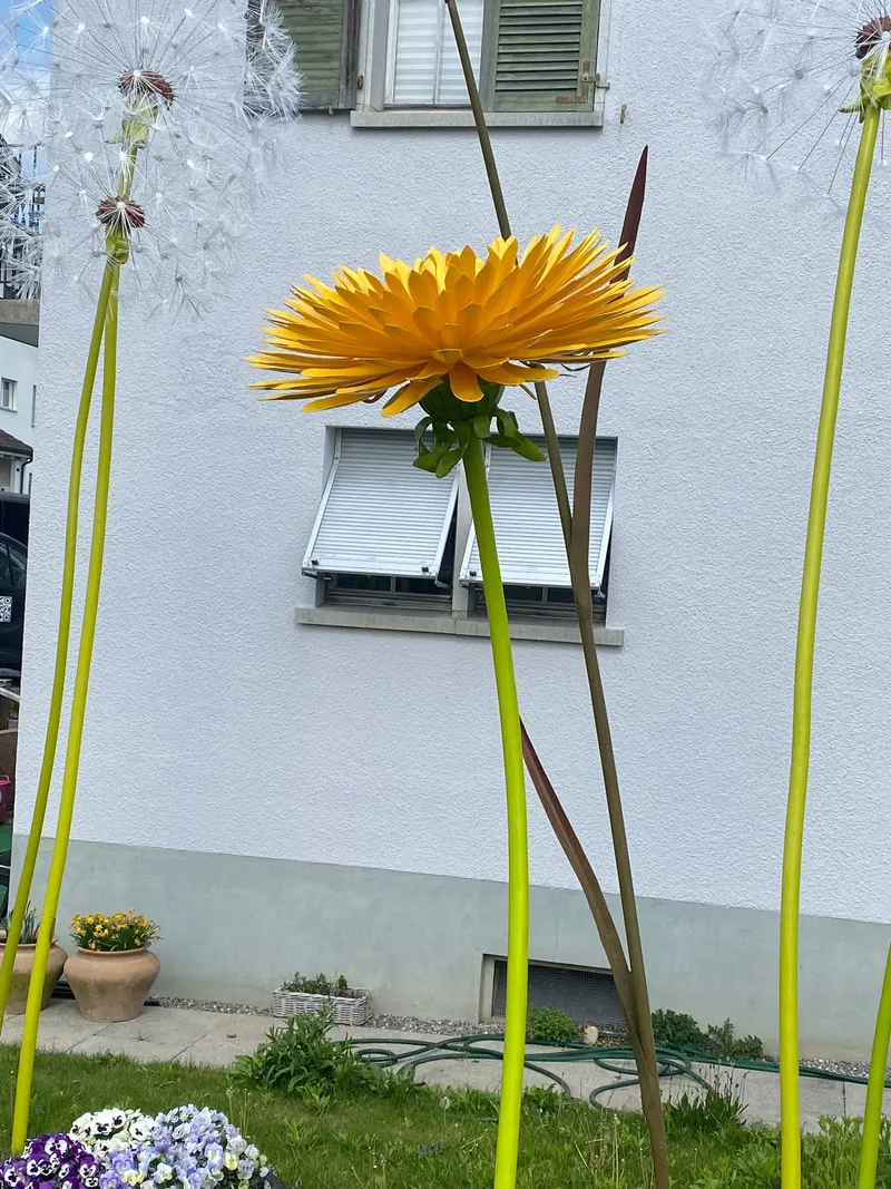 [Container Gardening]Dandelions XXL for the garden