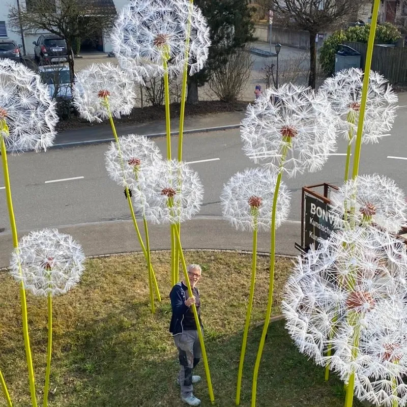 [Container Gardening]Dandelions XXL for the garden