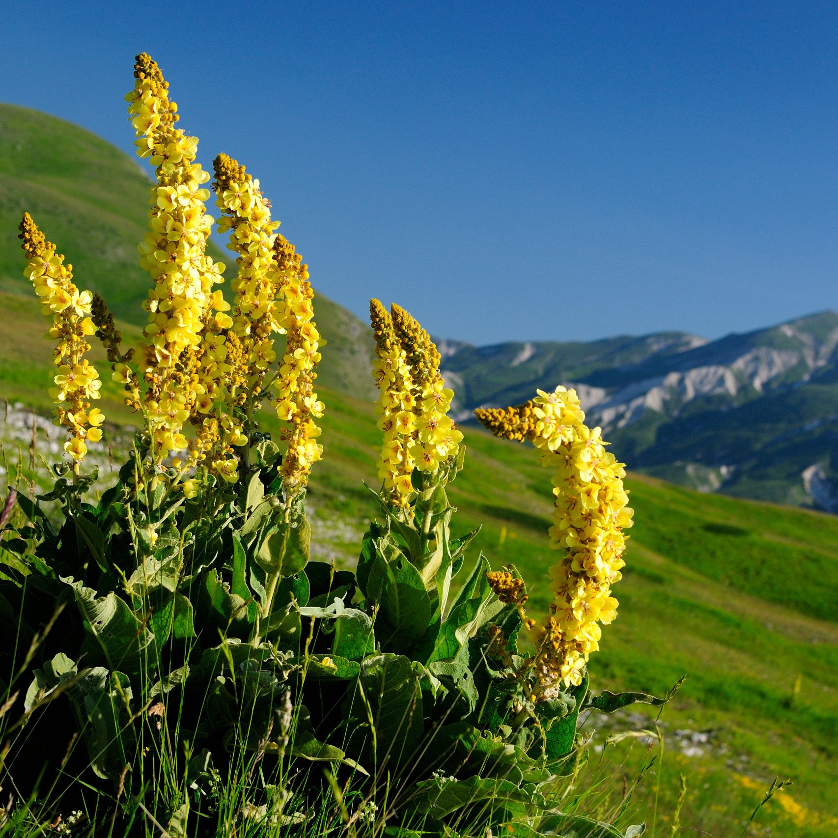 Embrace the Power of Nature with Puffi Air's Mullein Flower Diffusers