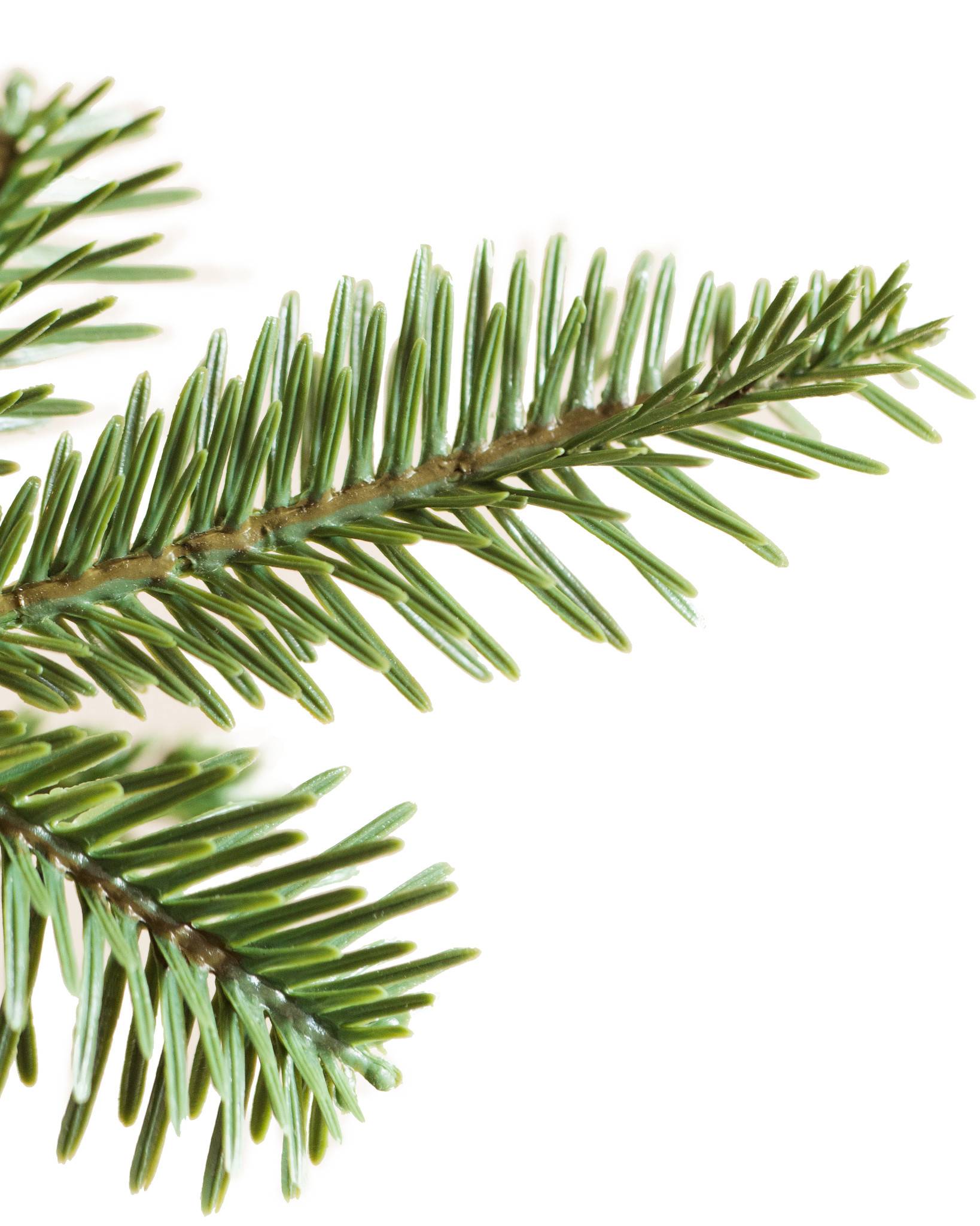 Alpine Balsam Fir? Tree