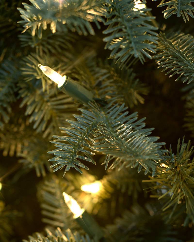 BH Balsam Fir?