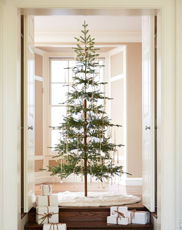 Alpine Balsam Fir? Tree