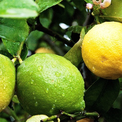 Montblanc Explorer Deodorant Stick