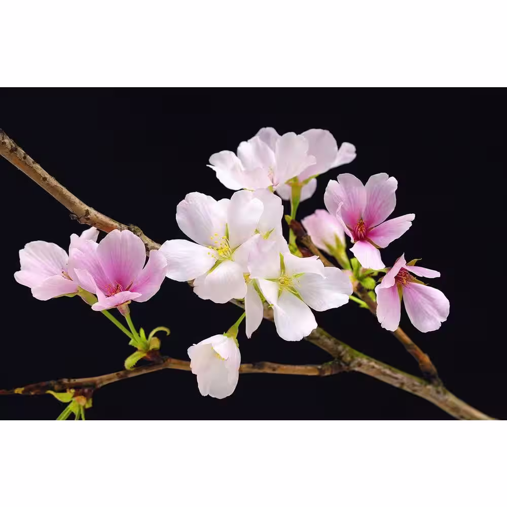 Ideal Decor 45 in. x 69 in. Cherry Blossoms Wall Mural