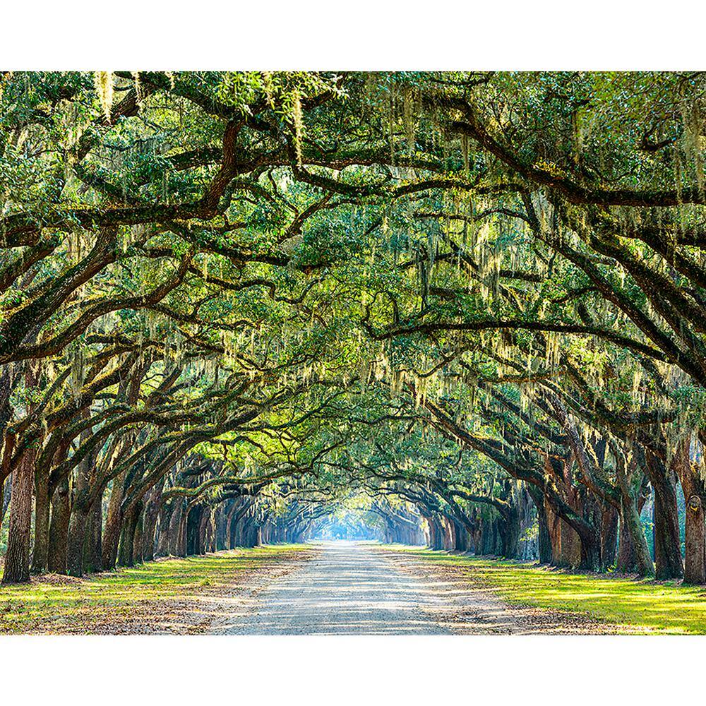 Brewster Ye Old Trees Wall Mural