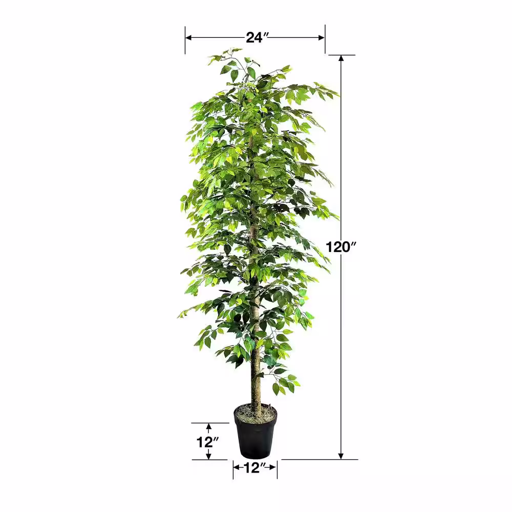 LCG SALES 10 ft. Ficus Tree in Growers Pot