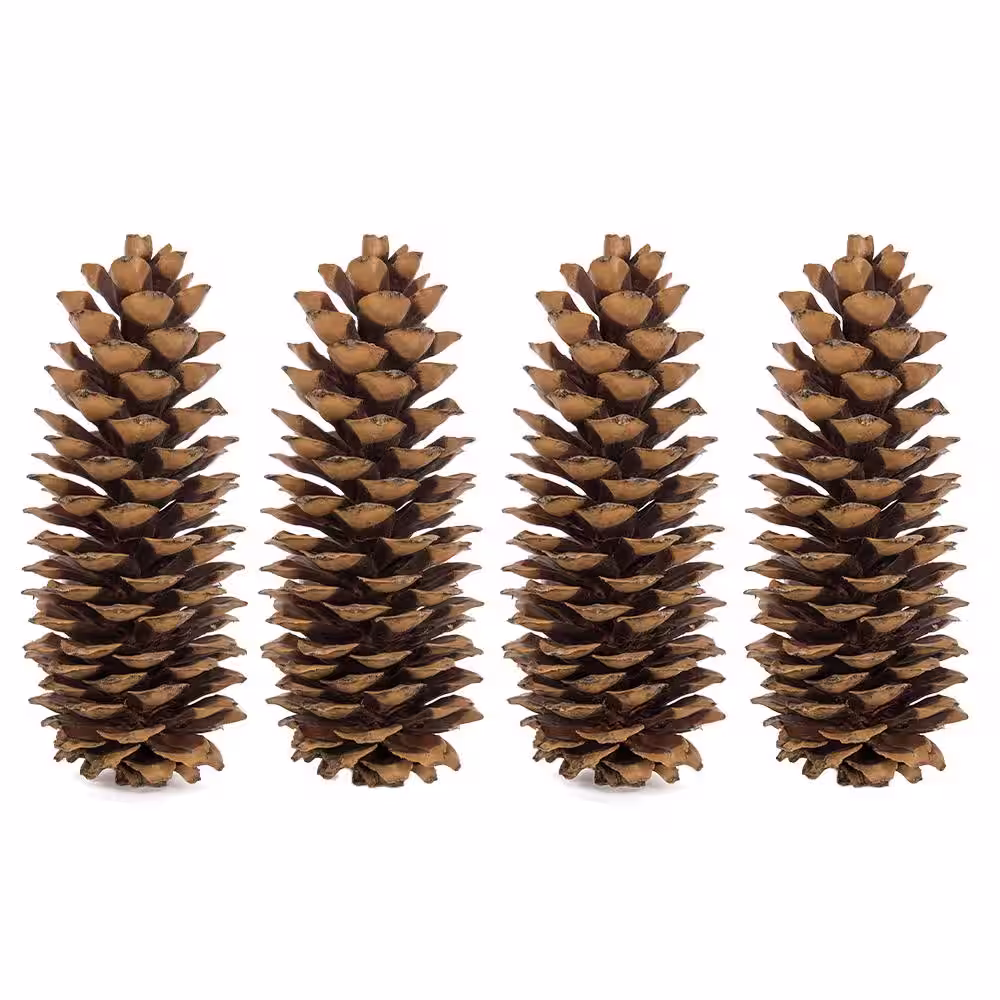 Bindle & Brass 12 in. Natural Dried Natural Sugar Pinecones (Set of 4)