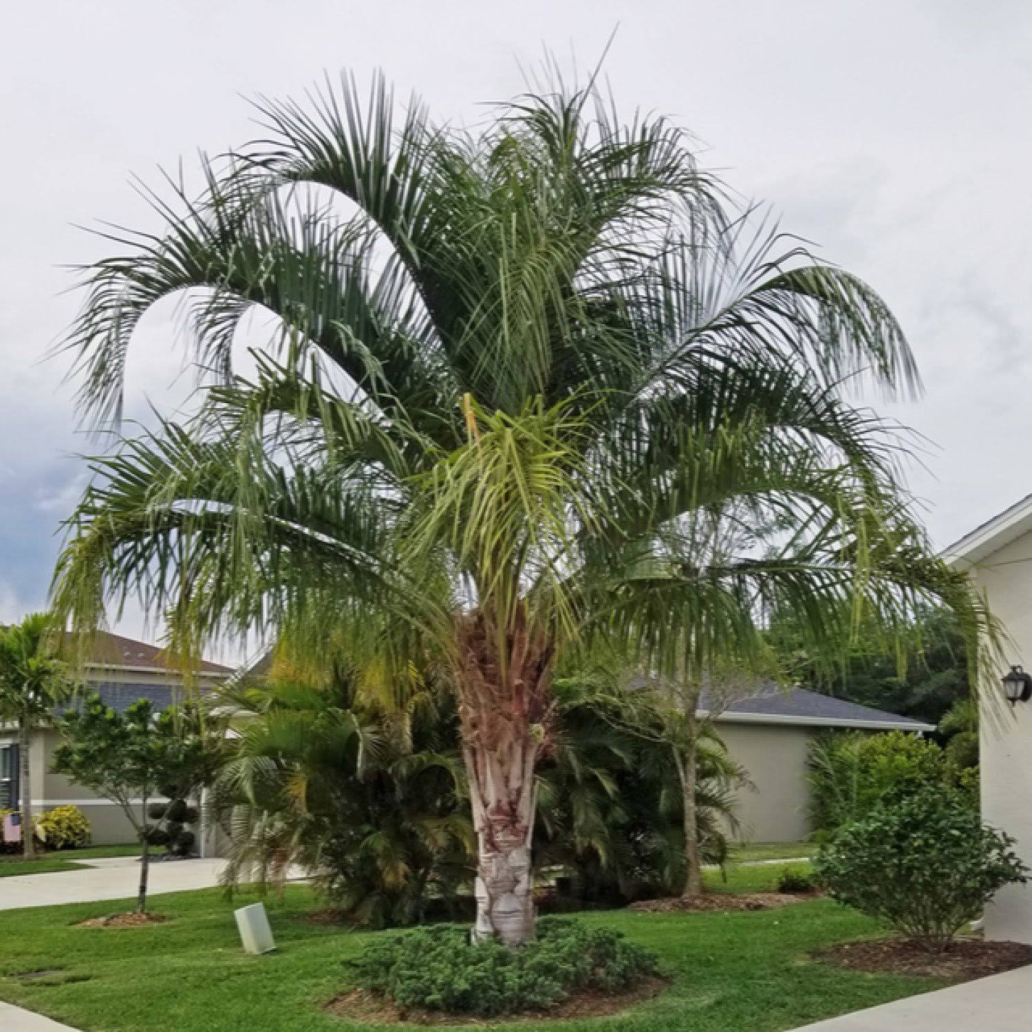 Mule Palm Tree | XButiagrus Nabonnandii | Atlanta Palms, Overall Ht: 4&