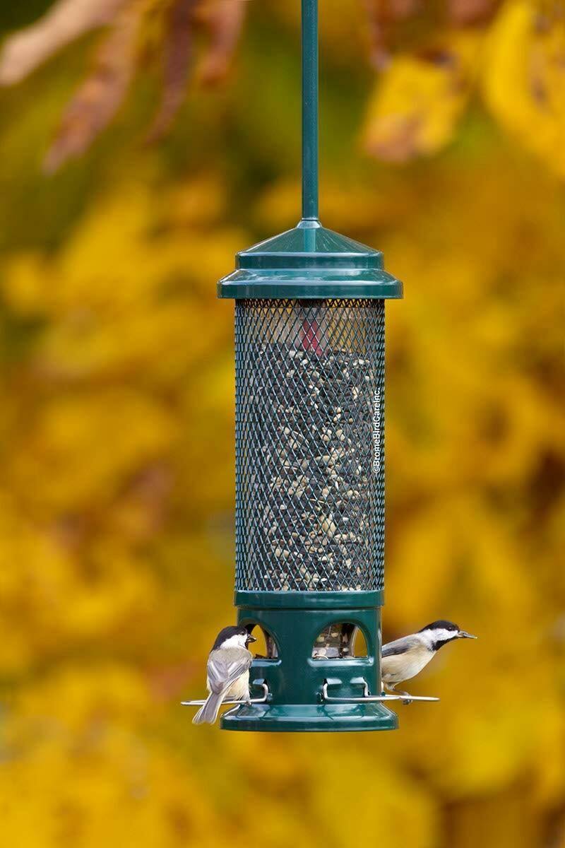 Squirrel Buster Legacy Bird Feeder