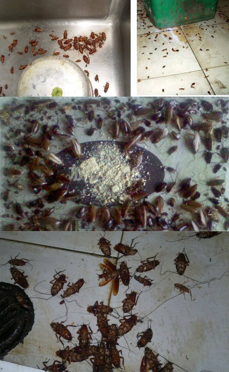 Highly Effective Cockroach Killing Bait Powder 50 Packs Roach Killer 50