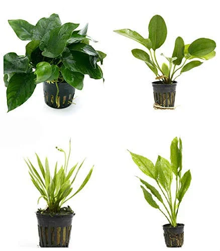 Aquarium Plants Discounts 4 Potted Live Aquarium Plants Bundle - Anubia, Amazon Sword, Kleiner Bar, Narrow Leaf