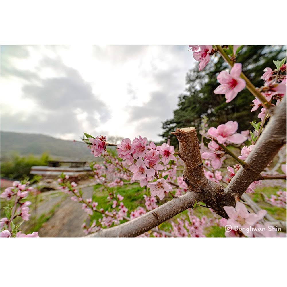 Samyang MF 14mm F2.8 MK2 II Lens for Sony E