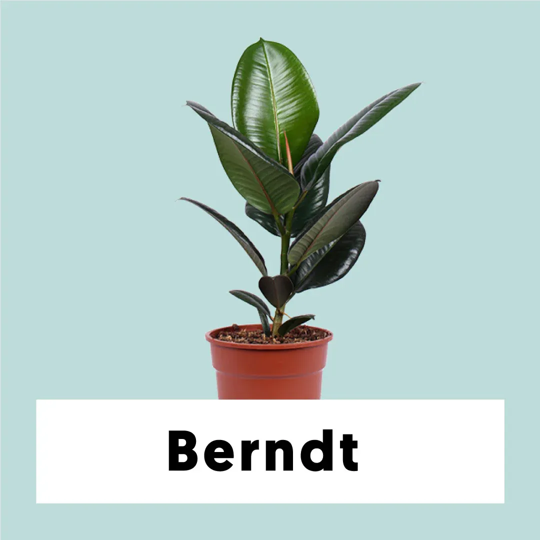 Ficus robusta (rubber tree) (M)