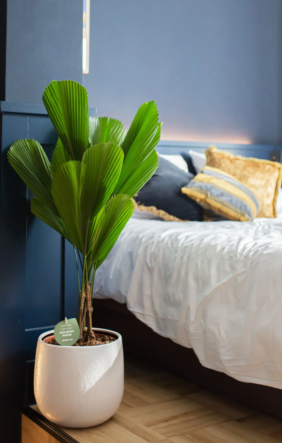 Licuala grandis (Sunflower Palm) (M)