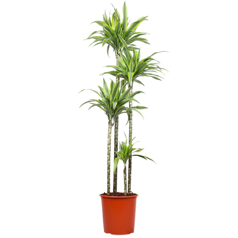 Dracaena lemon lime (Drachenbaum) (XL)