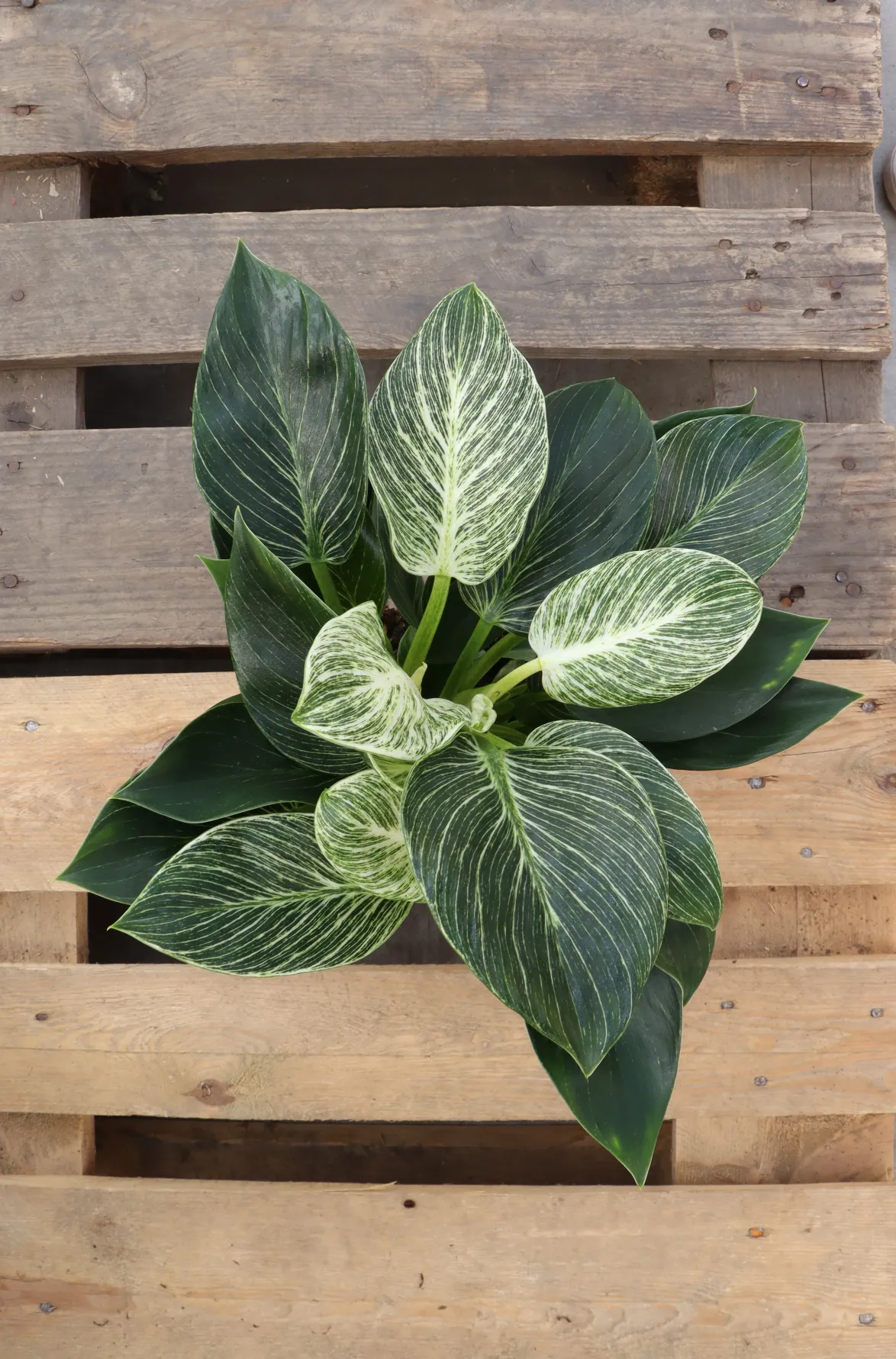 Philodendron birkin (Tree Friend) (S)