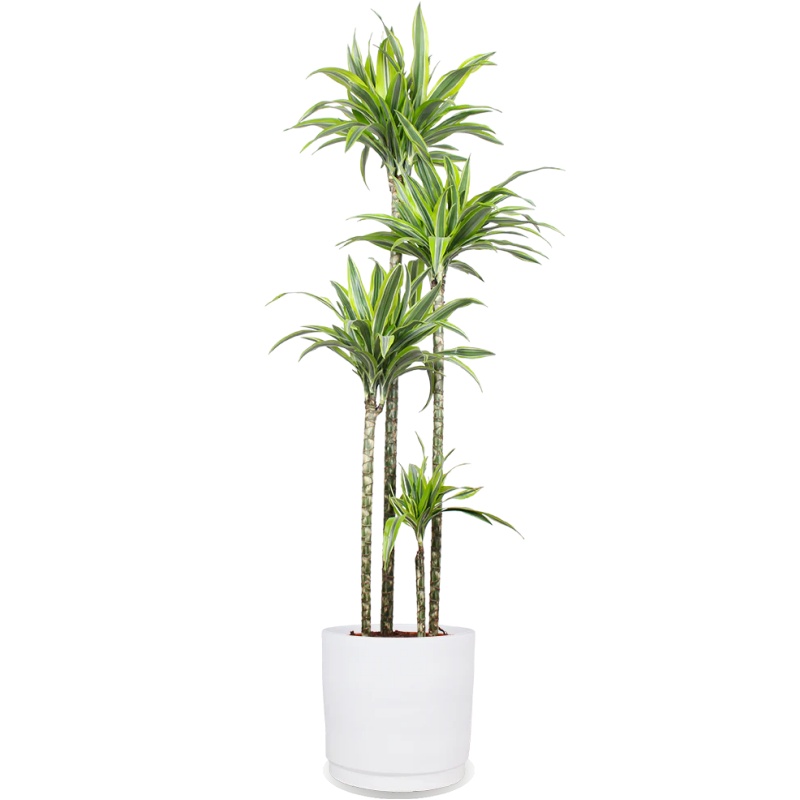Dracaena lemon lime (Drachenbaum) (XL)