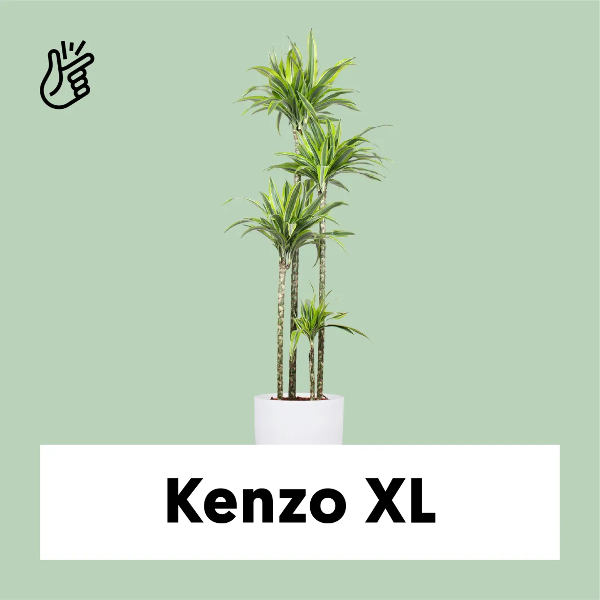 Dracaena lemon lime (Dragon Tree) (XL)