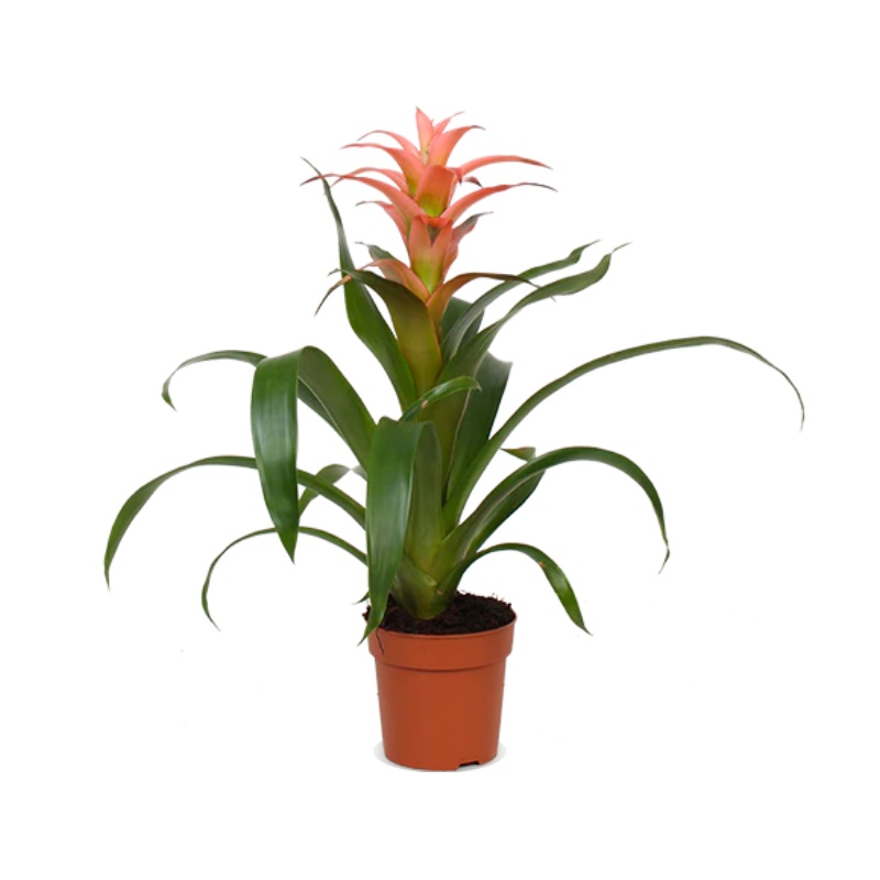 Guzmania melissa (Bromelia)