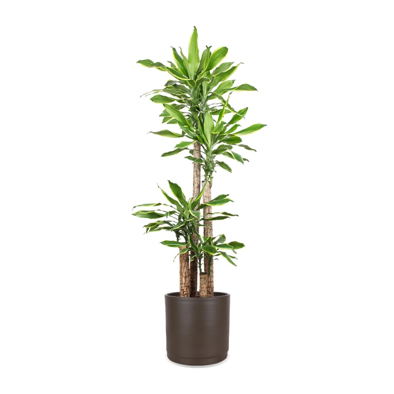 Dracaena golden coast (Dragon tree) (XL)