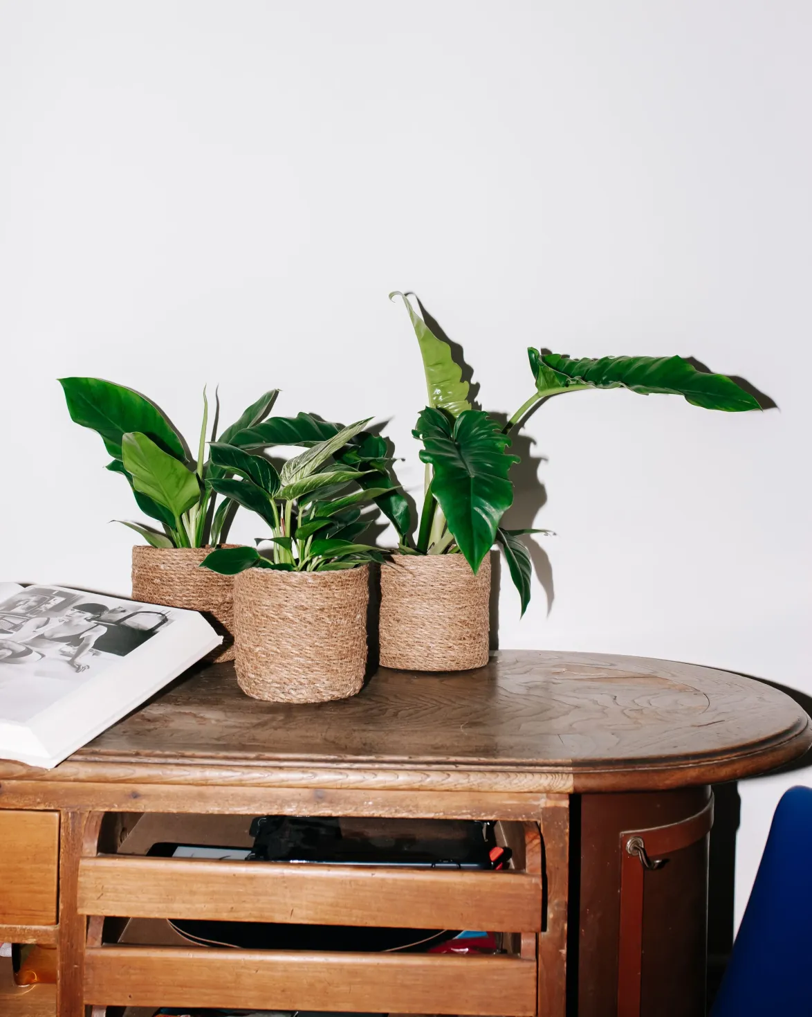 Philodendron birkin (Tree Friend) (S)