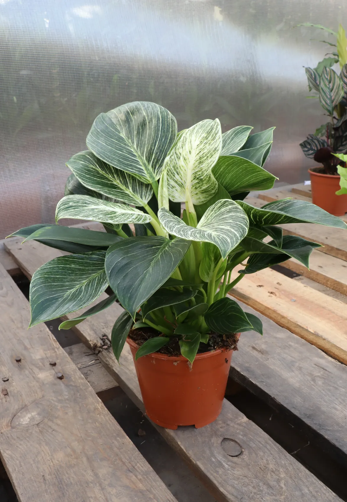 Philodendron birkin (Tree Friend) (S)