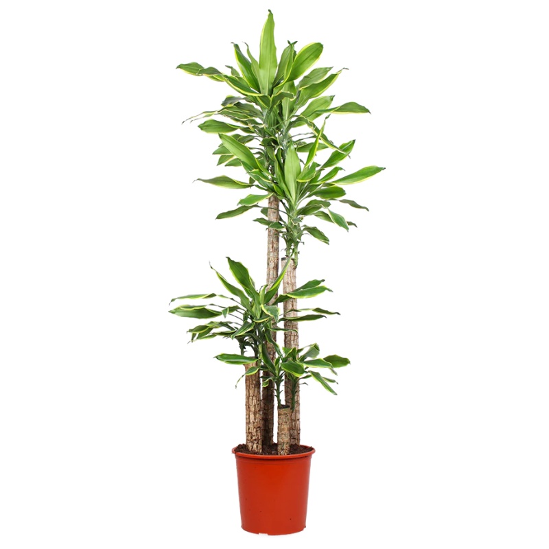 Dracaena golden coast (Dragon tree) (XL)