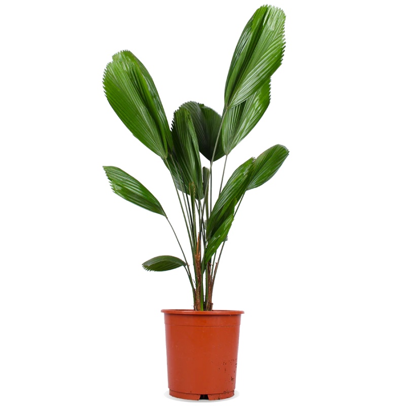 Licuala grandis (Strahlenpalme) (M)