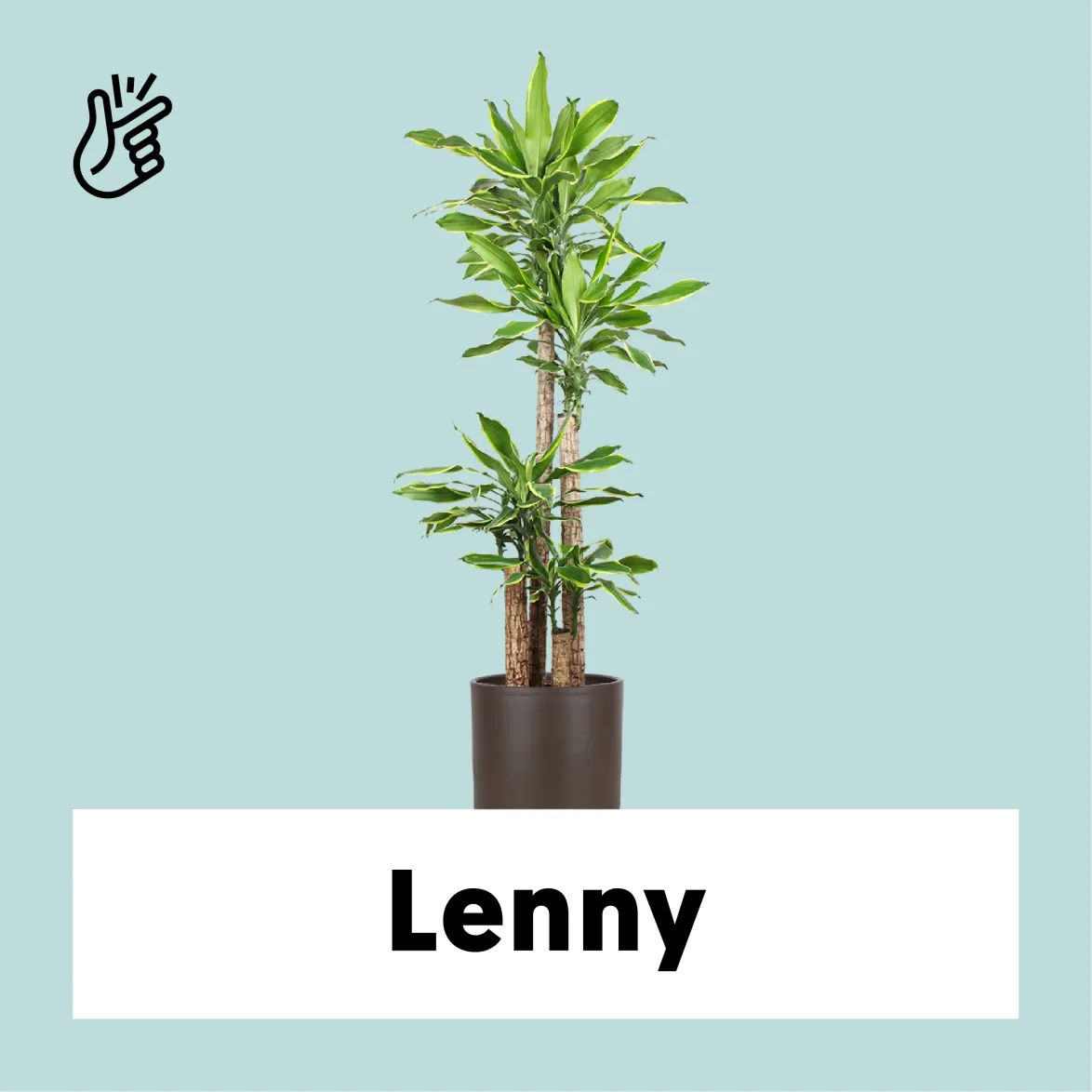 Dracaena golden coast (Dragon tree) (XL)