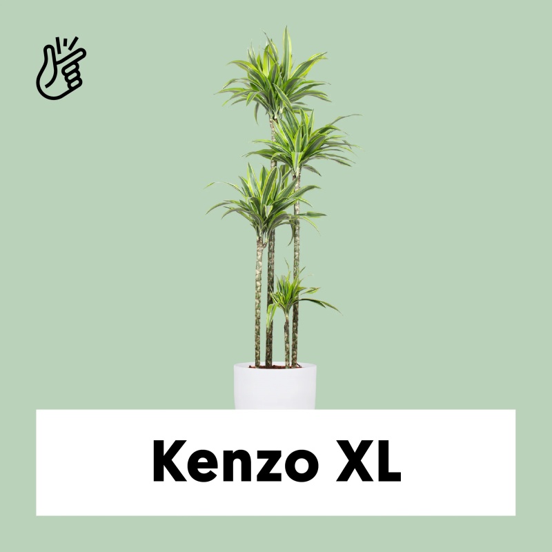 Dracaena lemon lime (Drachenbaum) (XL)